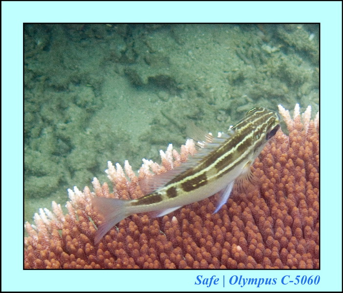 2006 - 07 - Tioman - Plongee Paya beach 26